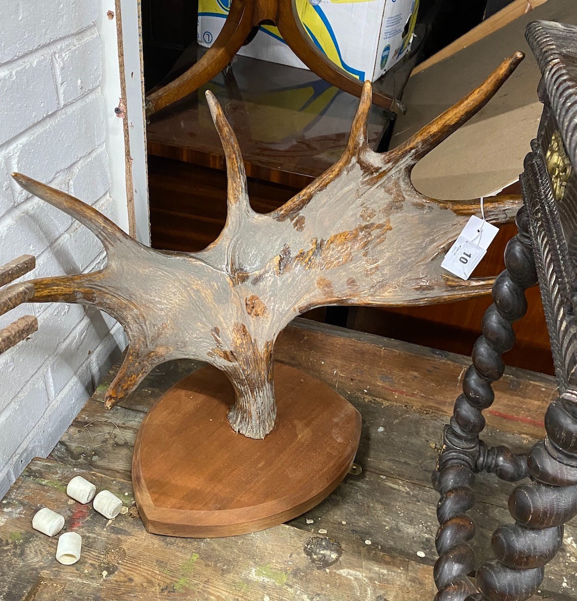 A single wall mounted moose antler, height 75cm